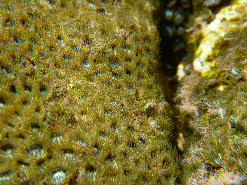 An underwater paddock