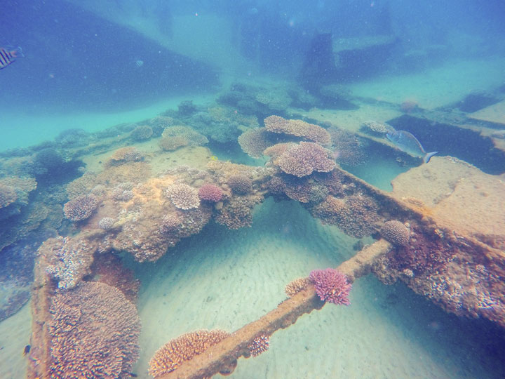 Snorkelling at Tangalooma Wrecks on Moreton Island