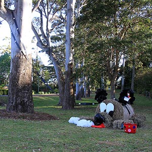 Tamborine Mountain Scarecrow Festival