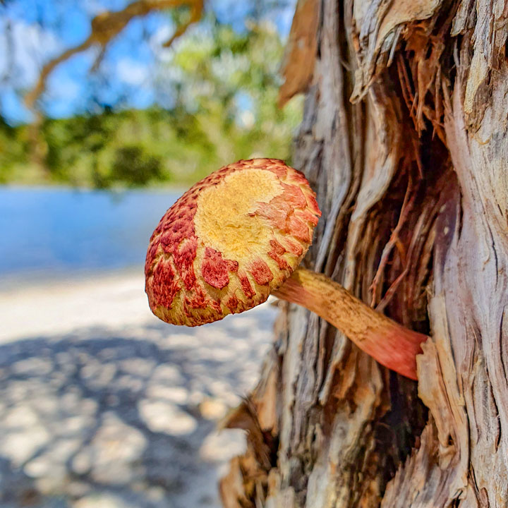 Funguses at Brown Lake, Stradbroke Island