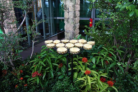 Butterfly food in the Butterfly Garden at Changi Airport