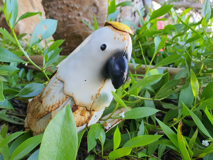 Fever on Straddie’s cockatoo