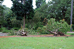 A fallen tree in the Brisbane Botanic Gardens