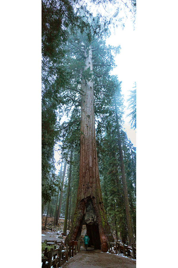 Bronwen inside California tree in the Mariposa Grove
