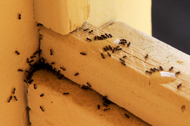 Ants eating ant poison