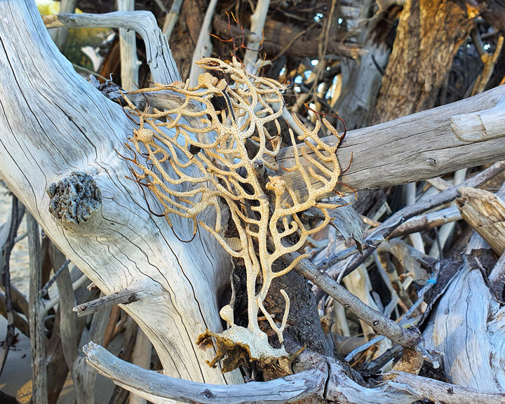 Driftwood huts, Woody Bay, Bribie Island