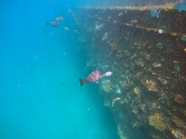 Snorkelling at Tangalooma Wrecks on Moreton Island