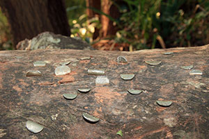 Coins hammered into a log, Noosa National Park