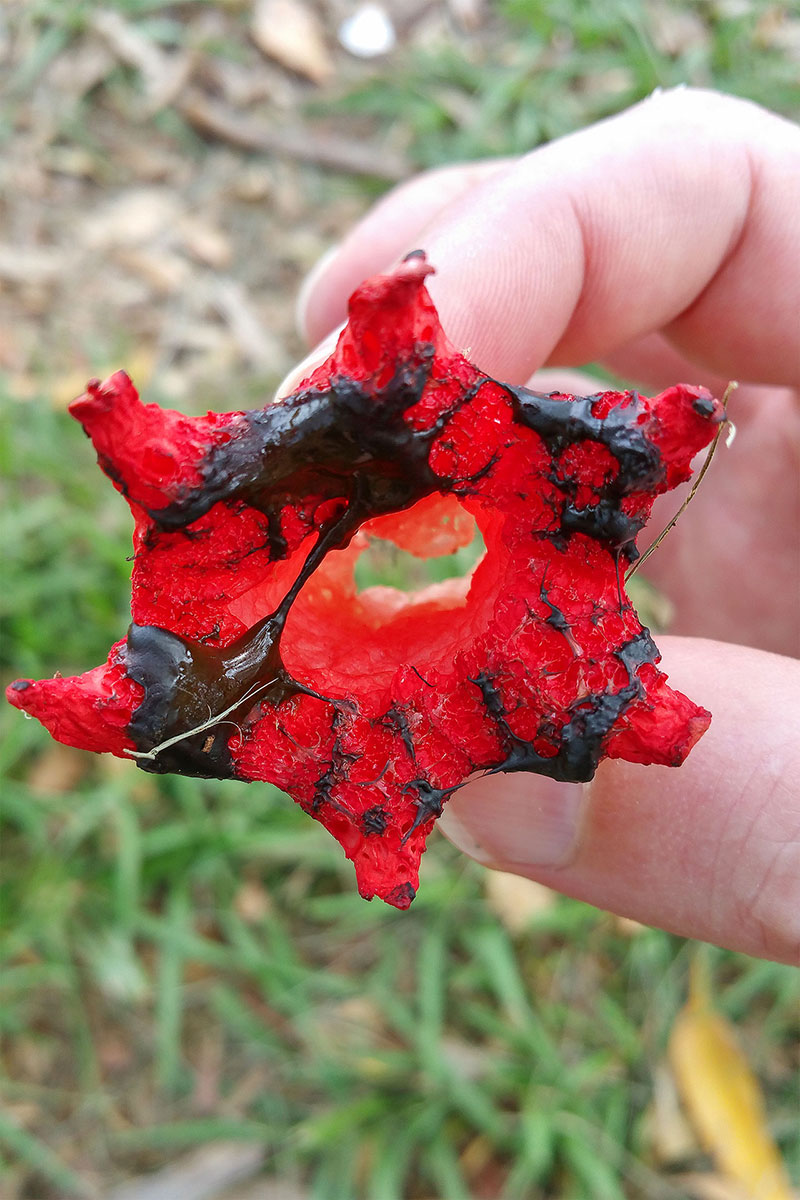 Anemone Stinkhorn