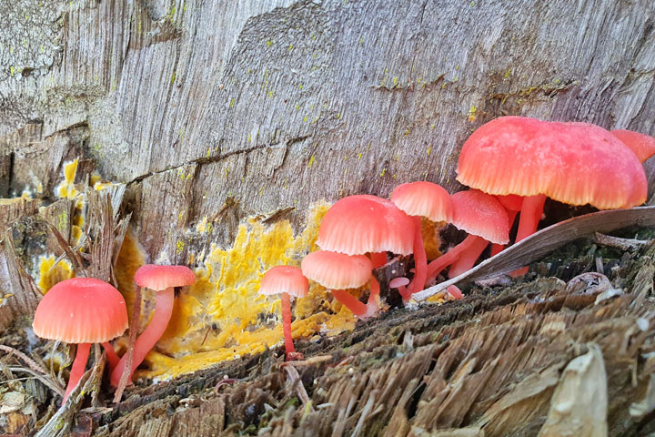 Funguses at Brown Lake, Stradbroke Island