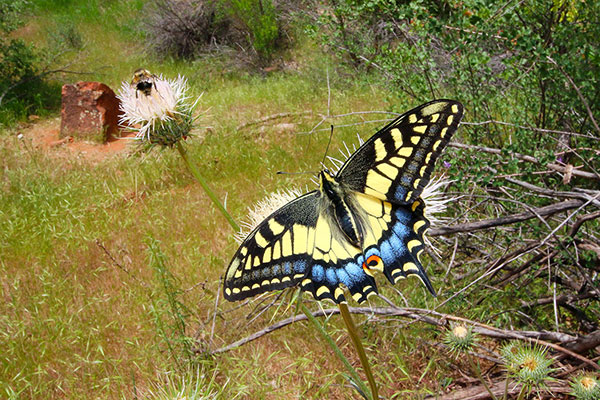 A colourful butterfly