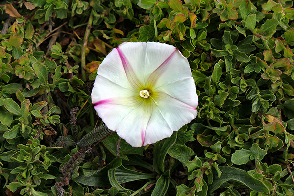 Some of the many flowers at Point Reyes National Seashore