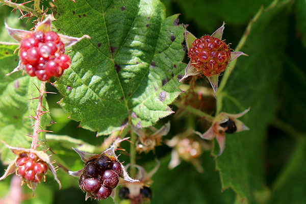 Some of the wildflowers by the roadside