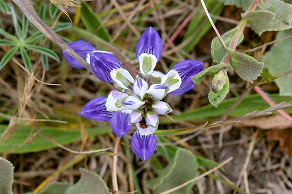 Some of the many flowers at Point Reyes National Seashore