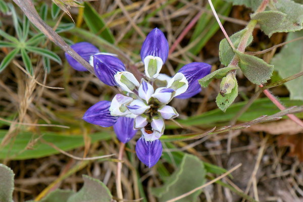 Some of the many flowers at Point Reyes National Seashore