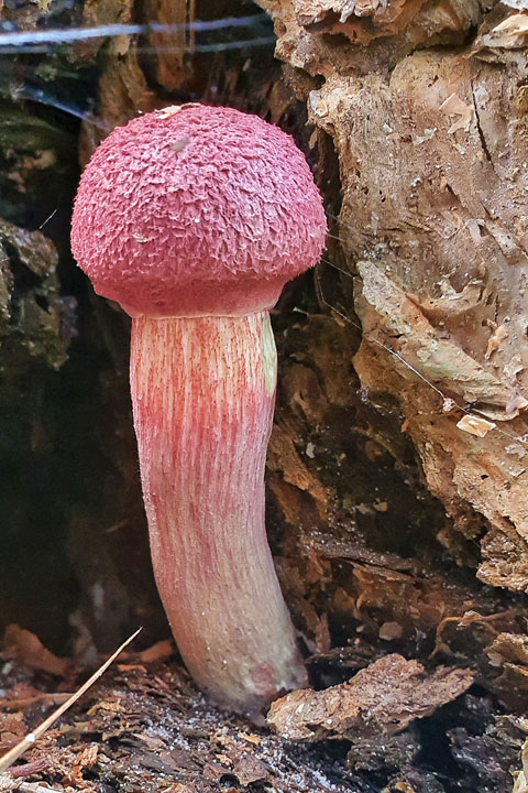 Funguses at Brown Lake, Stradbroke Island