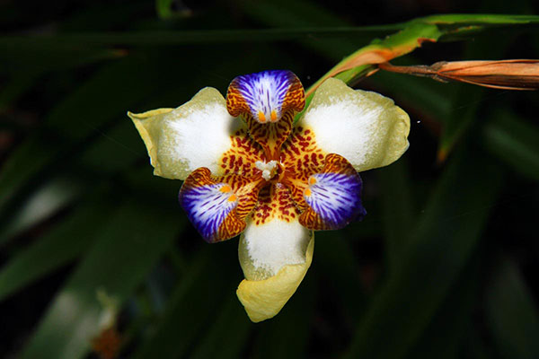 Mount Coot-Tha Botanic Gardens