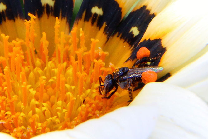 A bee collecting pollen