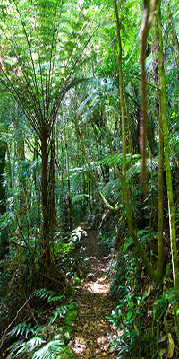 Coomera Circuit, Lamington National Park