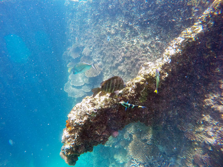 Snorkelling at Tangalooma Wrecks on Moreton Island