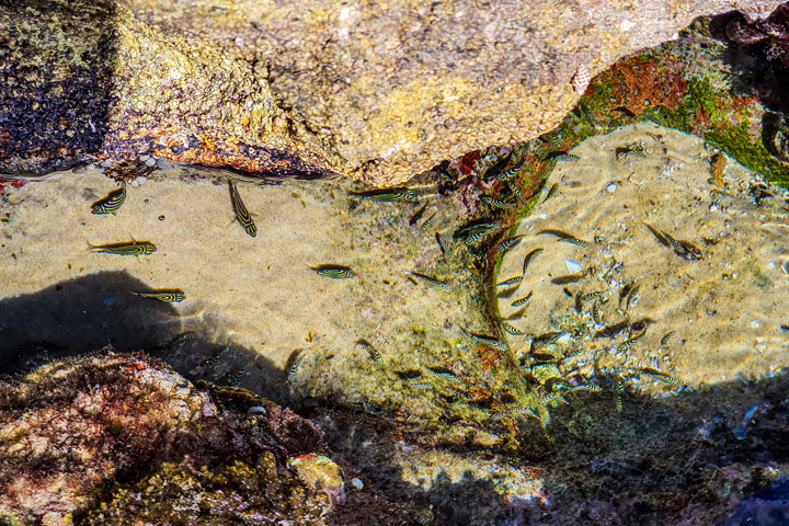 “Land Snorkelling” on Stradbroke Island