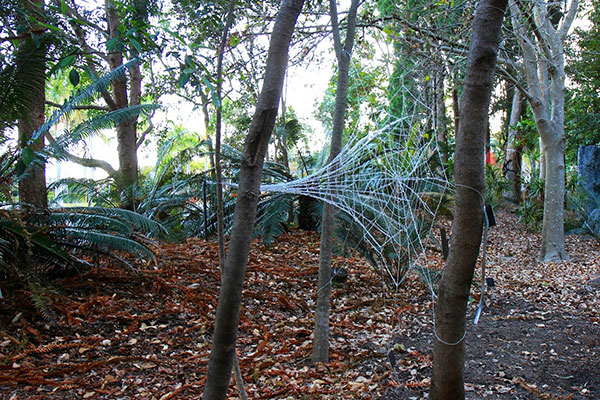 Spiderwebs, Mount Coot-Tha Botanic Gardens