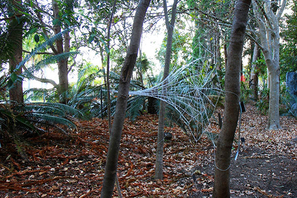 Spiderwebs, Mount Coot-Tha Botanic Gardens