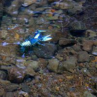 Scary blue aliens in Coomera Creek