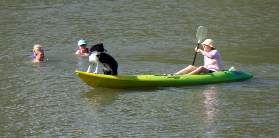 Dog on Canoe, College’s Creek