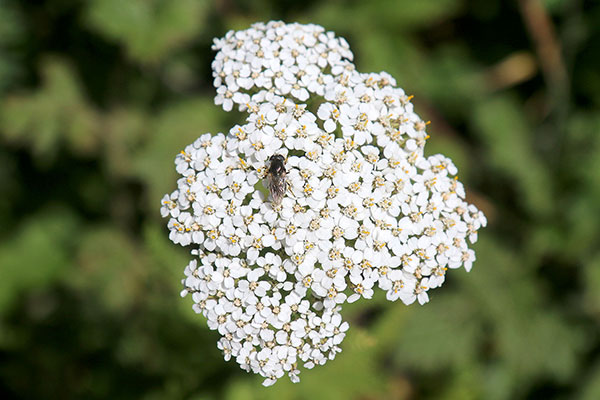 Some of the wildflowers by the roadside