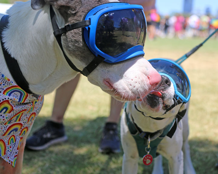 Brisbane Pride March & Fair, New Farm Park