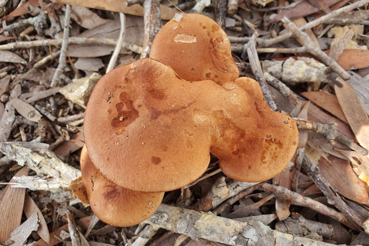 Funguses at Brown Lake, Stradbroke Island