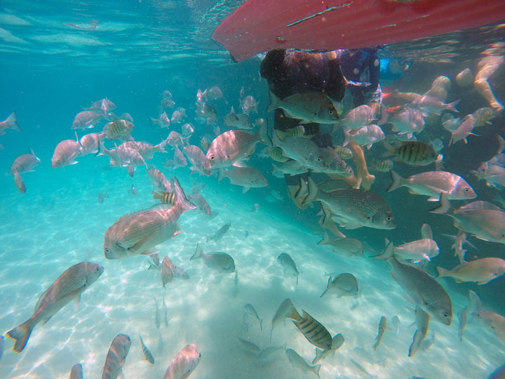 Snorkelling at Tangalooma Wrecks on Moreton Island