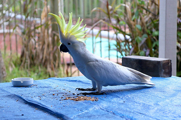 One of Amanda’s cockatoos