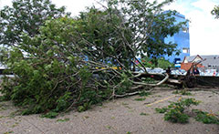 A fallen tree at Toowong Post Office