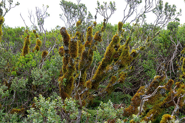 Some of the many flowers at Point Reyes National Seashore