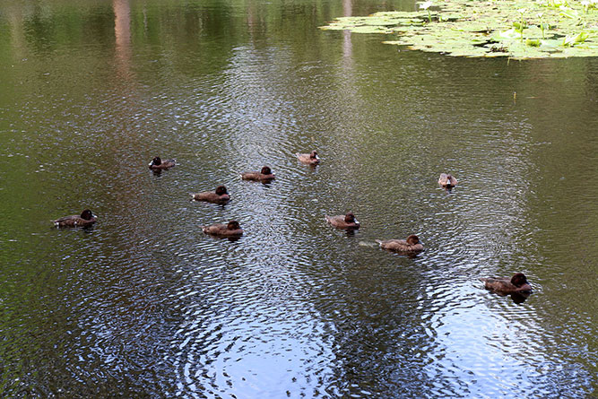 Ducks at Mount Coot-Tha Botanic Gardens