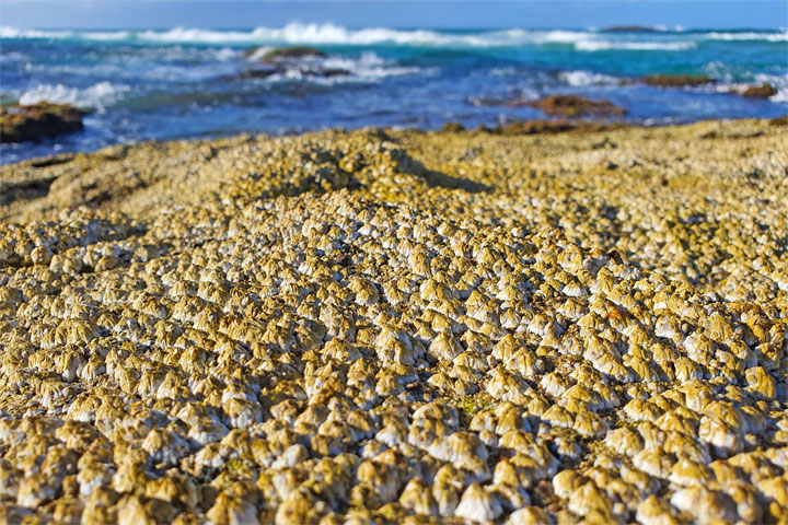 “Land Snorkelling” on Stradbroke Island