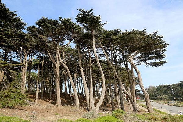 Windblown trees