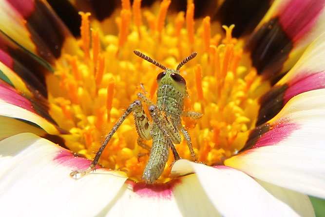 A small insect in a flower