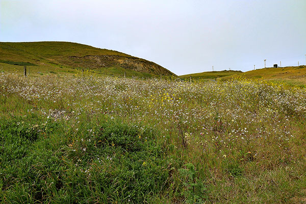 Some of the many flowers at Point Reyes National Seashore