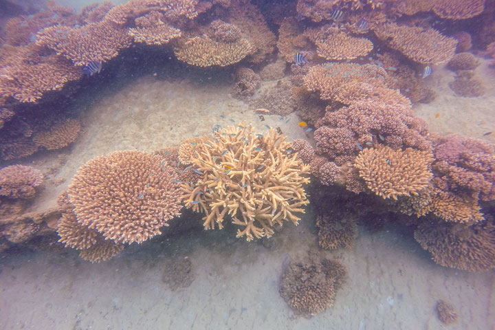 Snorkelling at Tangalooma Wrecks on Moreton Island