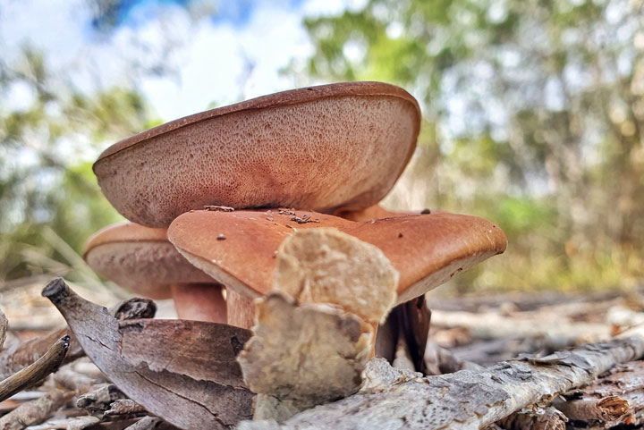 Funguses at Brown Lake, Stradbroke Island