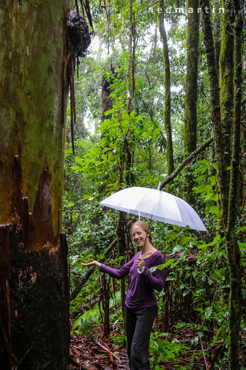 Bronwen, Tooloom National Park, NSW