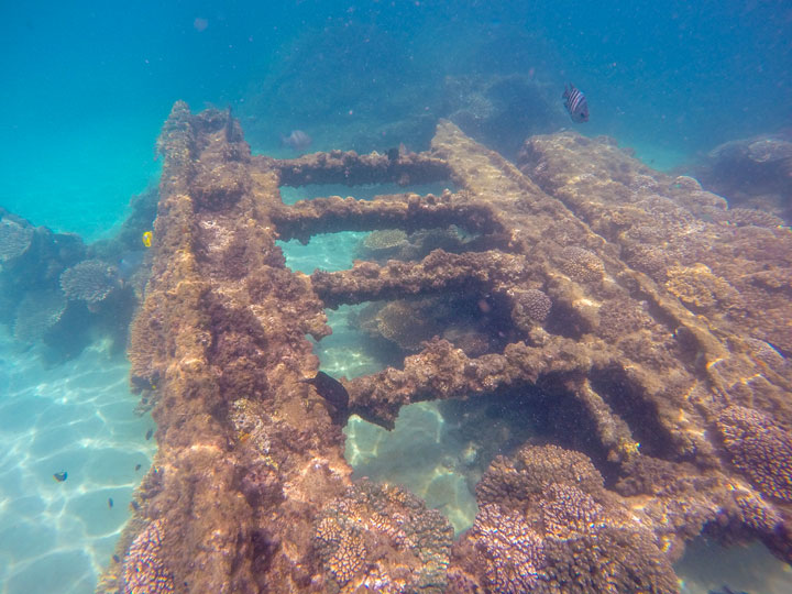 Snorkelling at Tangalooma Wrecks on Moreton Island