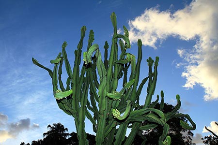 Mount Coot-Tha Botanic Gardens