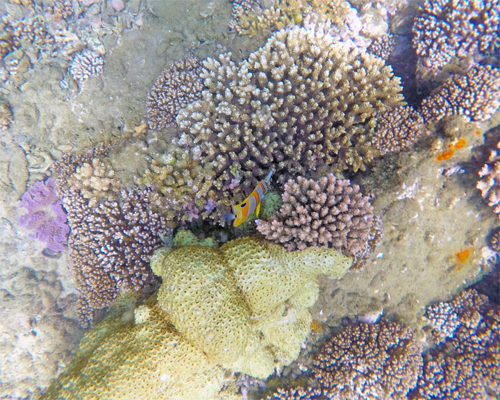 Snorkelling at Tangalooma Wrecks on Moreton Island