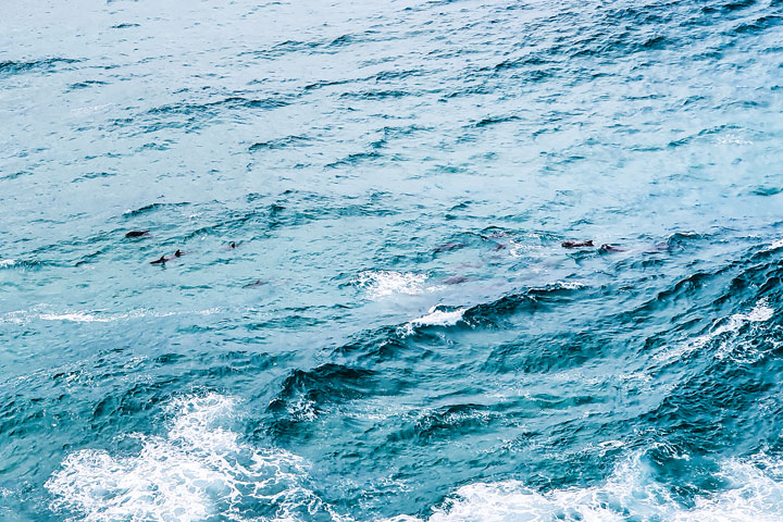 Dolphins off North Gorge, Stradbroke Island