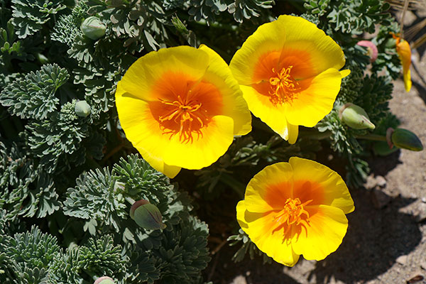 Some of the many flowers on the drive to Fort Bragg