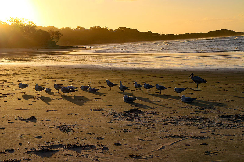 An attempt at focus stacking: Seagulls on Stradbroke Island